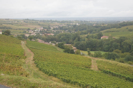 Le Terroir: Geheimnisse Enthüllt! Die Wahrheit Hinter der Persönlichkeit des Ortes - Assaggi-Weinhandel