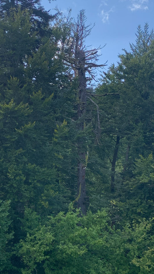 „Geführte Wanderung in Bad Herrenalb während der Rauhnächte – Natur und Artenvielfalt im Schwarzwald“
