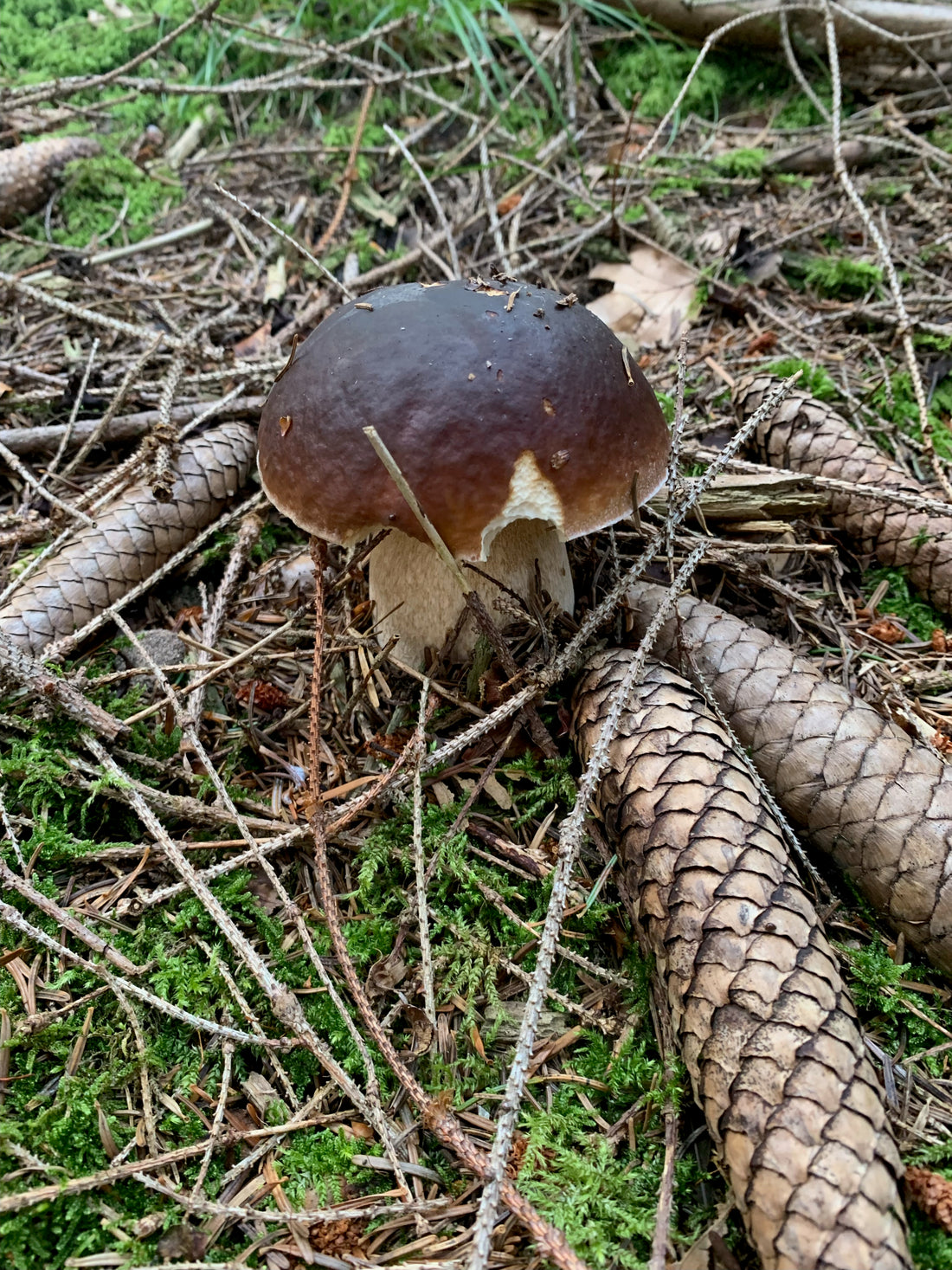Champagne und Steinpilz: Die perfekte Paarung von Eleganz und Umami