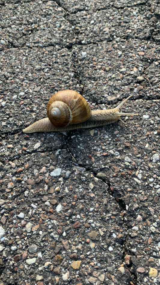 Weinbergschnecke als Symbol für Artenvielfalt in Bad Herrenalb – Naturkapital sichtbar im Detail  Meta Title (60):